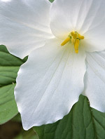 4 Pedal Trillium, Ellison Bluff County Park, Door County, WI