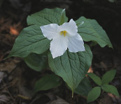 4 Pedal Trillium, Ellison Bluff County Park, Door County, WI