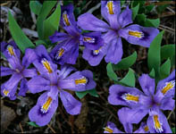 Dwarf Lake Iris, Ridges Sanctuary, Door County, WI