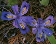 Dwarf Lake Iris, Ridges Sanctuary, Door County, WI