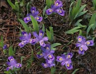 Dwarf Lake Iris, Ridges Sanctuary, Door County, WI