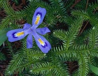 Dwarf Lake Iris, Ridges Sanctuary, Door County, WI