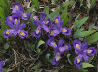 Dwarf Lake Iris, Ridges Sanctuary, Door County, WI