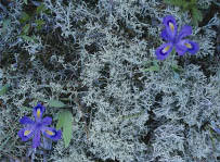 Dwarf Lake Iris and Reindeer Lichen, Ridges Sanctuary, Door County, WI