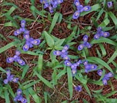 Dwarf Lake Iris, Ridges Sanctuary, Door County, WI