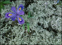 Dwarf Lake Iris and Reindeer Lichen, Ridges Sanctuary, Door County, WI