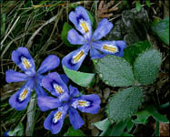 Dwarf Lake Iris and Wild Strawberry leaves, Ridges Sanctuary, Door County, WI