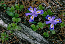 Dwarf Lake Iris, Ridges Sanctuary, Door County, WI