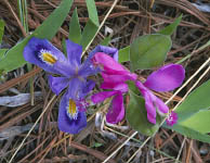 Dwarf Lake Iris and Gaywing, Ridges Sanctuary, Door County, WI