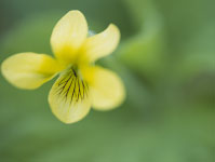 Yellow Violet, Ellison Bluff County Park, Door County, WI