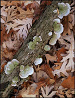 Oak Leaves and Lichen, Devil's Lake State Park